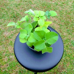 Cuban oregano plant , Coleus Amboinicus , , Indian  Borage, Mexican Mint- 1 starter plant rooted + 1 cutting rooted free