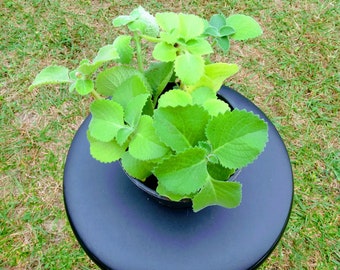 Oregano Cubano plant , Coleus Amboinicus , , Indian  Borage, Mexican Mint- 1 starter plant rooted + 1 cutting rooted free