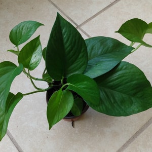 Pothos Green Queen: Rooted Cutting + Free Cutting