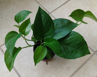 Pothos Green Queen: Rooted Cutting