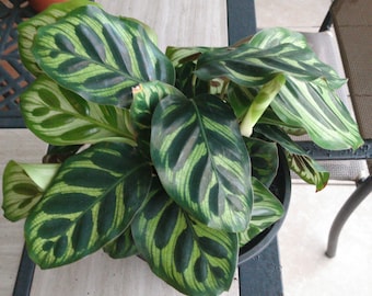 May include: A green and white striped houseplant with large, pointed leaves. The plant is potted in a black pot and is sitting on a table.