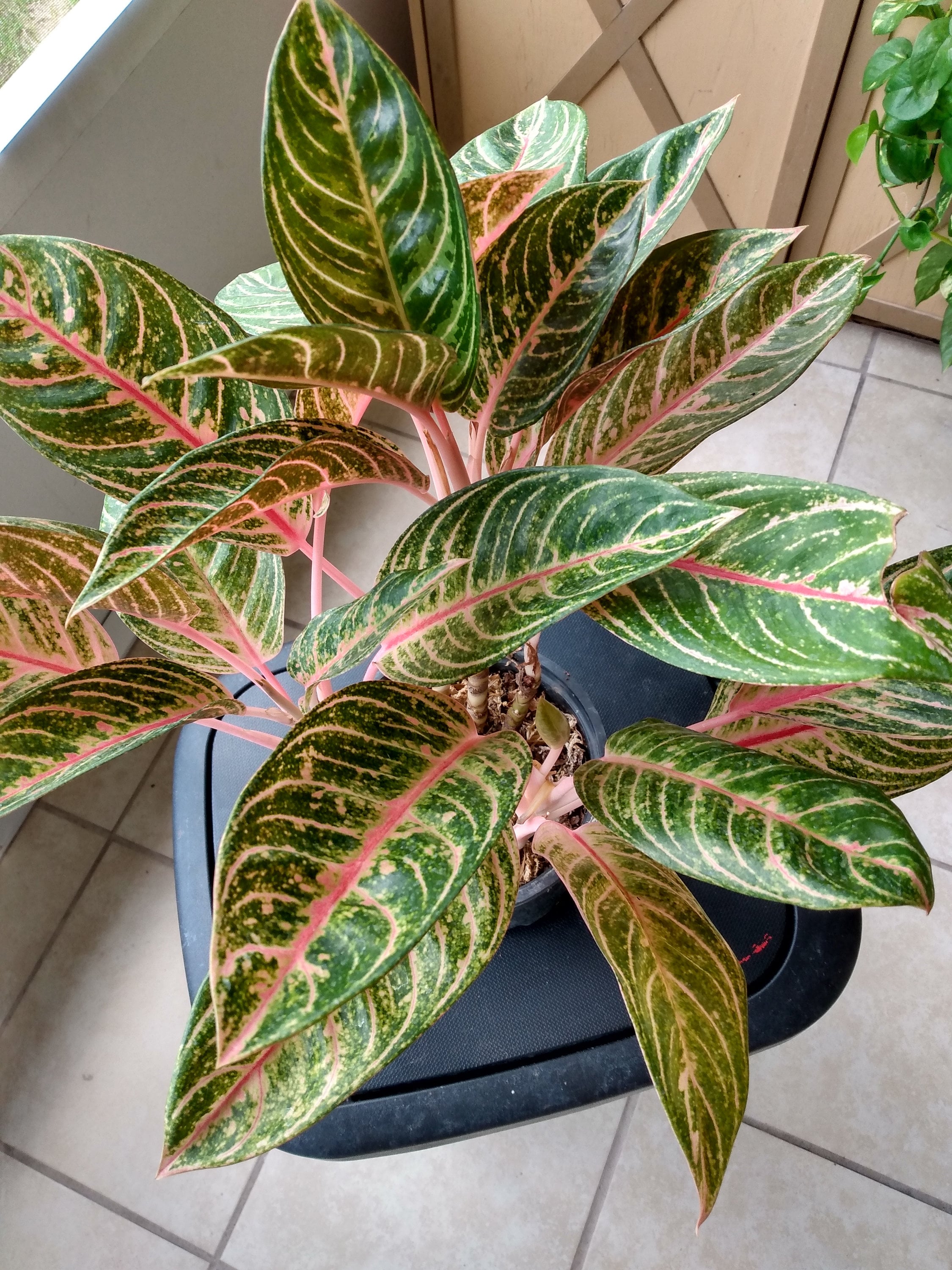 Aglaonema Georgi's Ruby 1 Small Plant Rooted + 1 Cutting Free - Etsy