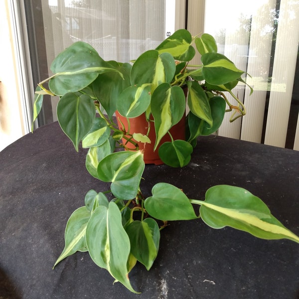 Philodendron Brasil 1 cutting rooted + 1 cutting free