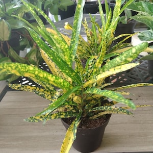 Gold Star Crotton -1 small rooted plant + 1 free cutting