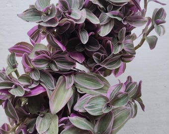 Feeling Flirty Tradescantia - 1 small rooted plant