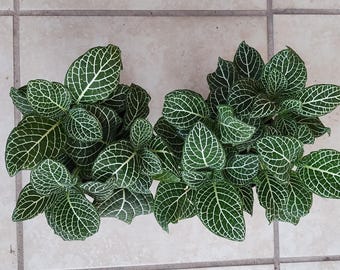 Fittonia White Nerve plant - starter plant rooted