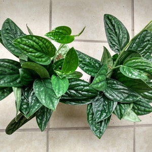 Monstera Perú Karstenianum Rooted Cutting + Free Cutting