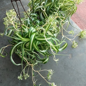 Bonnie Curly Spider Plant – Small Rooted Plant