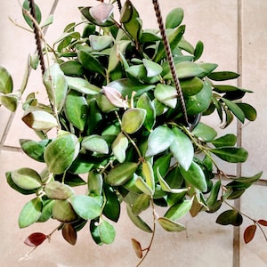 May include: A hanging plant with green and burgundy leaves. The plant is in a black pot and is hanging from a metal chain.