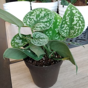 Silver Satin Pothos Rooted Cutting + Free Cutting