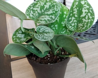 Silver Satin Pothos 1 cutting rooted + 1 cutting free