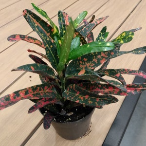 Bush Fire Croton- 1 small rooted plant + 1 free cutting