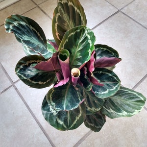 Calathea Medallion - 1 small plant rooted + 1 cutting free