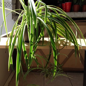 May include: A spider plant with long, arching green and white striped leaves. The plant is in a dark pot and has several smaller plants growing from it. The plant is on a shelf with other plants in the background.