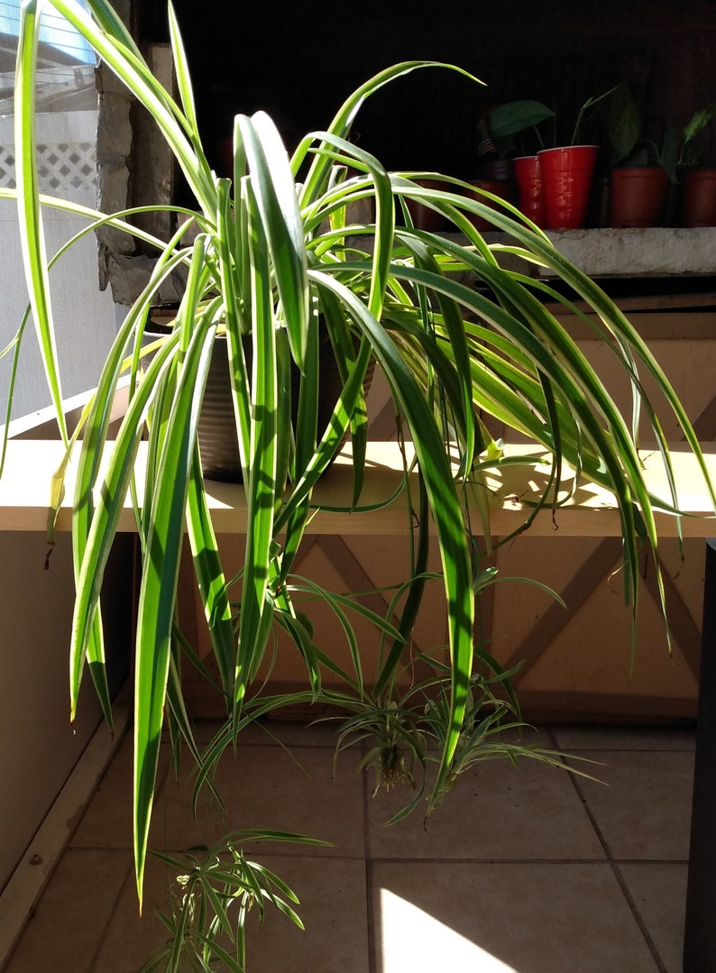 May include: A spider plant with long, arching green and white striped leaves. The plant is in a dark pot and has several smaller plants growing from it. The plant is on a shelf with other plants in the background.