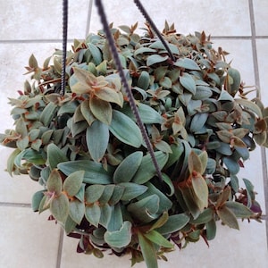 May include: A hanging planter filled with a lush green and brown leafy plant. The plant has small, delicate leaves with a velvety texture.