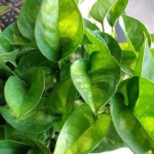 May include: A close-up of a green leafy plant with large, heart-shaped leaves. The leaves are a vibrant green color and have a glossy finish.