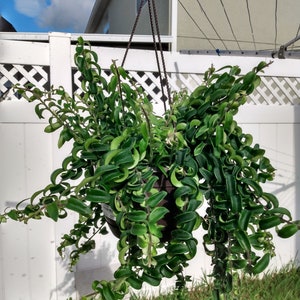 Curly Lipstick Plant - Twister Aeschynanthus Radicans - Starter Plant