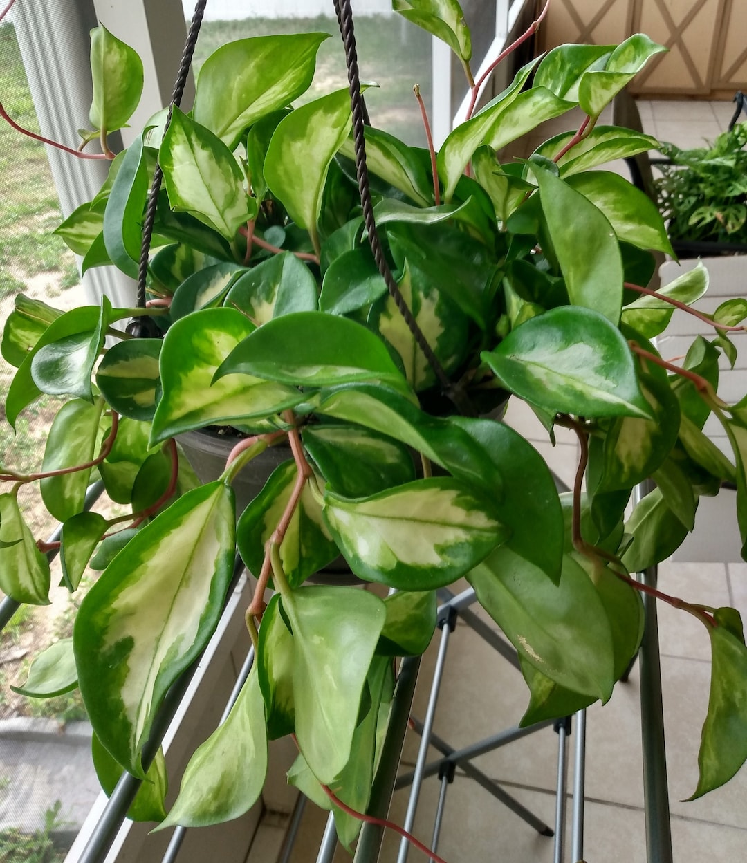 Hoya Green Light Cutting: Rooted Starter Plant - Etsy