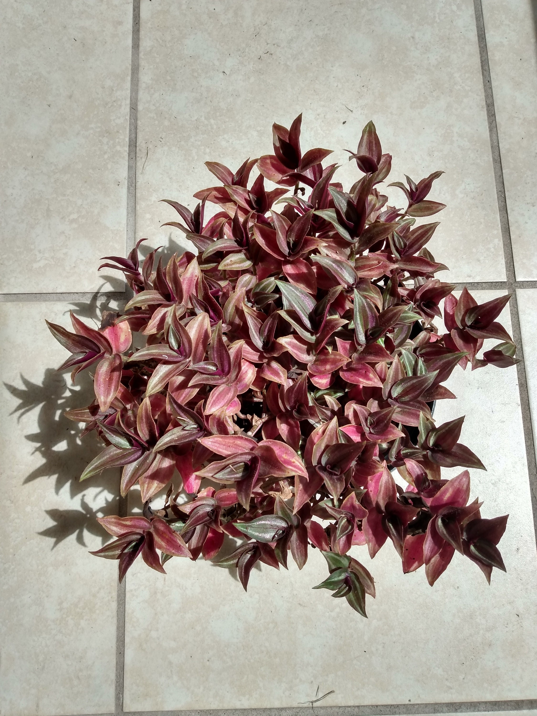 Mini Tradescantia Zebrina - 2 small rooted plant + 1 free cutting