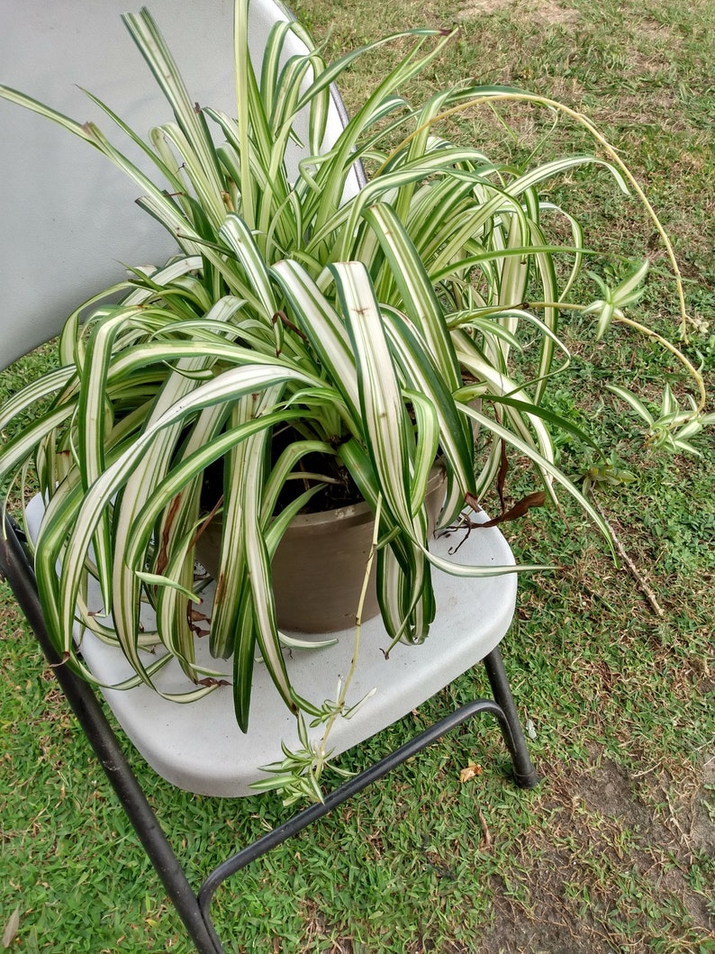 Spider plant Vittatum