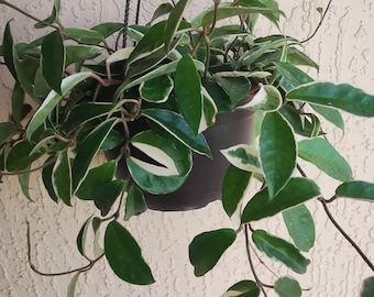 Hoya Krimson Queen-- 1 small rooted plant
