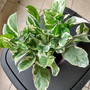 May include: A potted plant with green and white variegated leaves. The plant is in a small brown pot and is sitting on a black surface.
