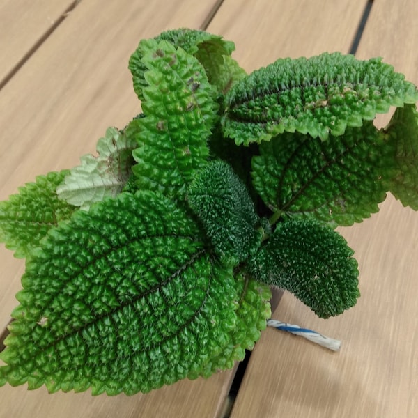 Pilea Moon Valley - 1 small rooted plant