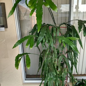 Queen of the Night - Epiphyllum Oxypetalum- 1 rooted cutting  + 1 free cutting