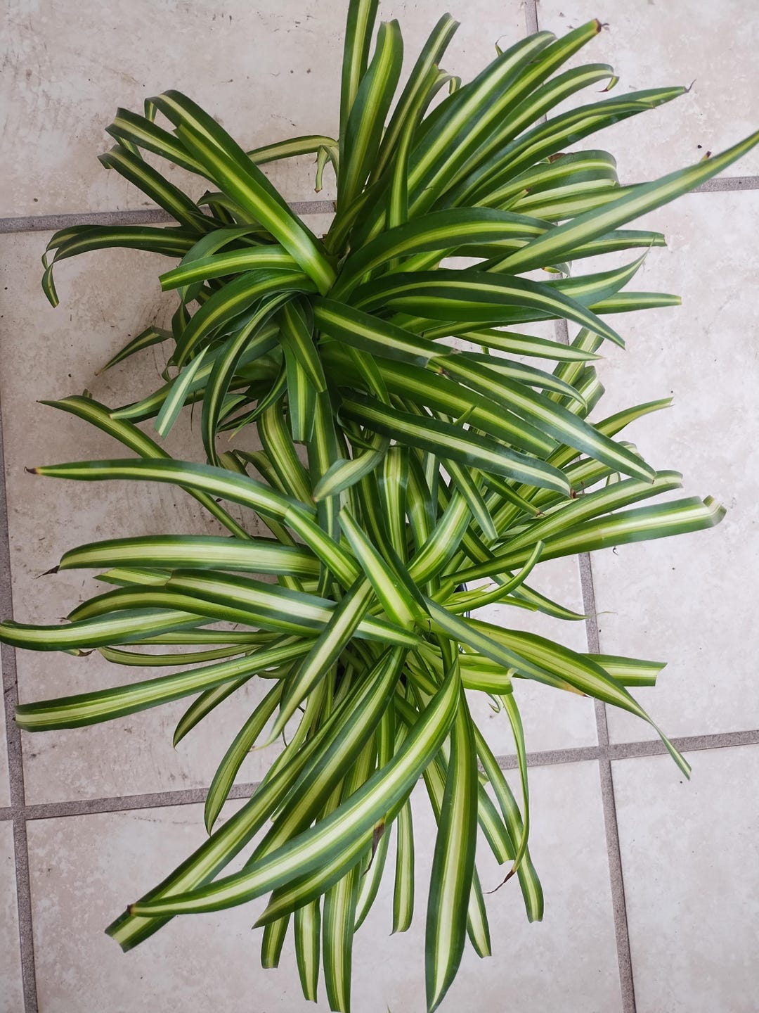 Atlantic Spider Plant - 1 Small Rooted Plant - Etsy