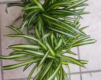 Atlantic Spider plant - 1 small rooted plant
