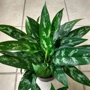 Aglonema Maria- Chinese Evergreen plant  1 small rooted plant + 1  free cutting