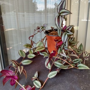 Tradescantia Zebrina Cutting: Wandering Jew Plant with Silver Stripes
