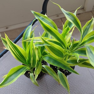 Dracaena Sanderiana Variegata-1 small rooted plant  + 1  free cutting
