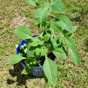 Small Rooted Boldo Plant (Peumus Boldus) + Free Cutting