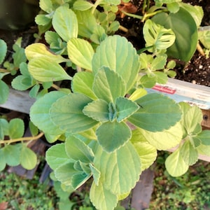 May include: A close-up of a green leafy plant with large, rounded leaves. The plant is growing in a pot and has a natural, organic look.