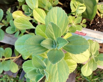 Scaredy Cat Plant (Coleus Caninus): 1 small plant.
