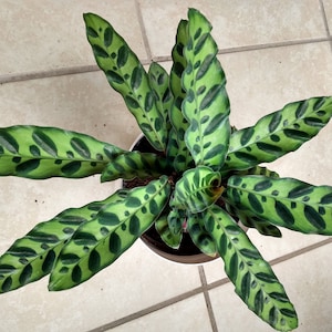 May include: Overhead view of a Calathea plant in a white pot. The plant features large, oblong leaves with a light green base and dark green, irregular patterns. The leaves radiate outwards from the center.