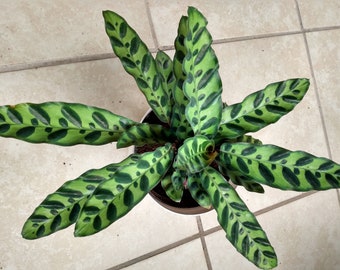 Calathea Lancifolia - 1 small plant rooted