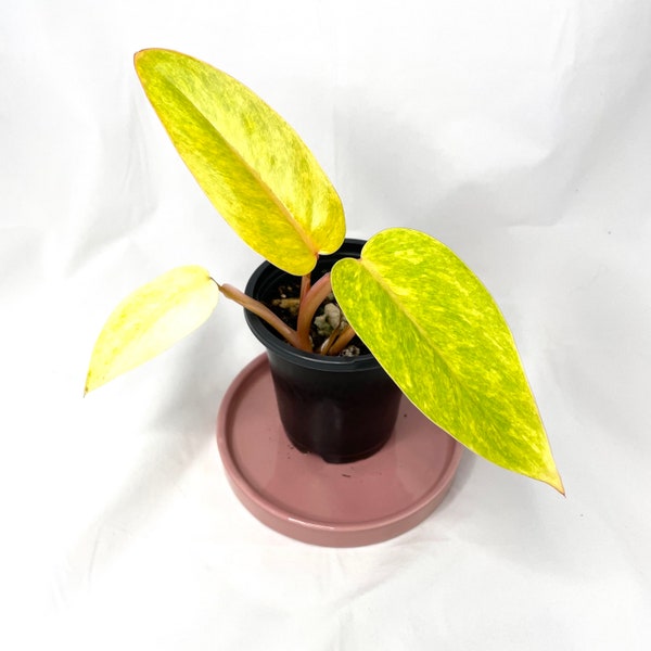 Philodendron Painted Lady - 4" Pot