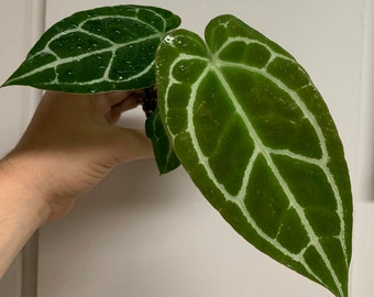 Anthurium crystallinum