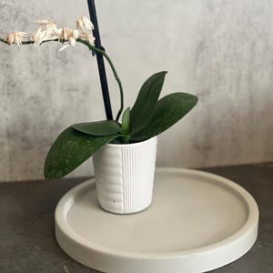 May include: A white ceramic planter with a textured surface sits on a round, light gray concrete tray. A small orchid plant with green leaves and white flowers is in the planter.