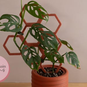 May include: A Monstera plant growing up a terracotta hexagonal trellis. The plant is in a terracotta pot with brown soil. The text "paper chain creations" is visible in the lower left corner of the image.