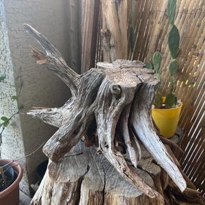 May include: A weathered, light gray piece of driftwood with a complex, gnarled root structure and a flat, textured top surface. The wood displays deep grooves, natural cracks, and a bleached appearance, showcasing organic shapes and sharp, pointed ends.