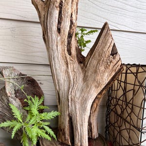 May include: A weathered, natural wood sculpture with a light brown color and a rough texture. The sculpture has a unique shape with several openings and a small green plant growing from within. It is displayed on a small, round, red-brown table.