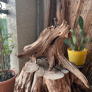 May include: A piece of weathered, light brown driftwood with a complex, gnarled texture and deep grooves, resting on top of a large, circular, light-colored tree stump that shows visible wood grain and radial cracks across its flat surface.