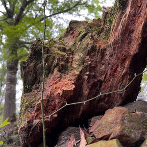 May include: Close-up of a large, weathered tree trunk with reddish-brown bark and green moss. The trunk is partially covered in green vines and is resting on a pile of rocks.