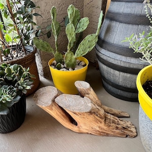 May include: A wooden tree stump with two branches, used as a decorative plant stand. The stand is holding a yellow pot with a cactus plant. The cactus is green and has a spiky texture.