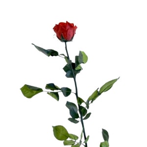 Rosa eterna nera. Mini campana in vetro con rosa eterna nera stabilizzata. Rosa  nera eterna. Fatto in Spagna. : : Casa e cucina