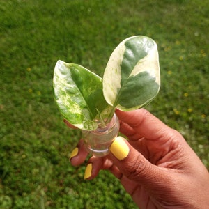 Mystery Plant Cutting Box! | Rooted and Unrooted Plant Cuttings | Rare and Common Plant Cuttings | Starter Plant Cuttings